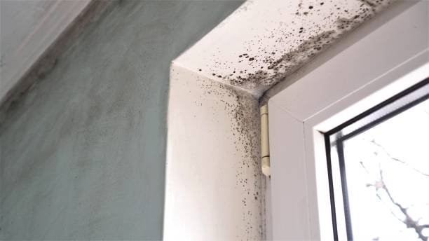 Mold Removal Process in Villas, NJ