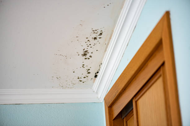 Best Mold Cleaning Services  in Villas, NJ