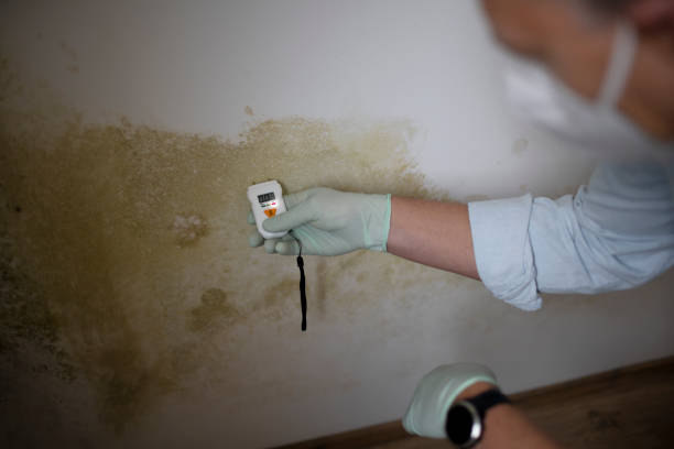 Best Mold Removal Process  in Villas, NJ