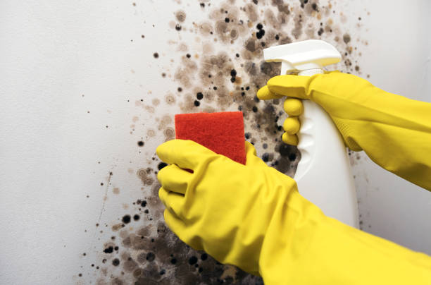 Best Mold Remediation  in Villas, NJ
