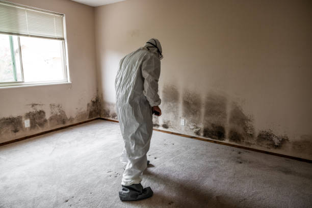 Professional Mold Removal in Villas, NJ