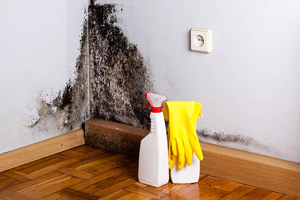 Best Attic Mold Removal  in Villas, NJ