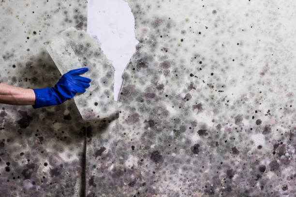 Home Mold Removal in Villas, NJ